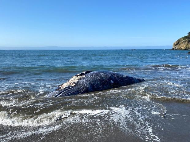 San Francisco-Dead Whales 