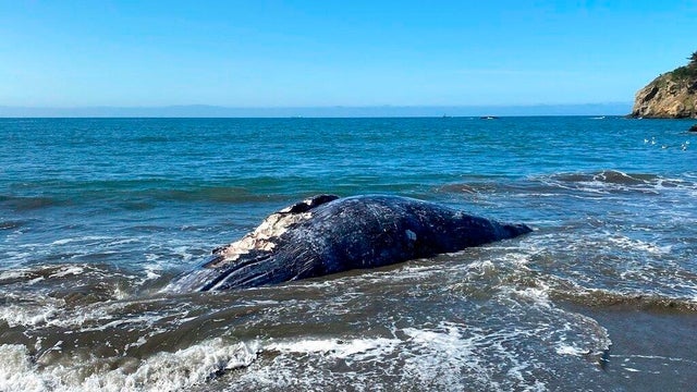 San Francisco-Dead Whales 