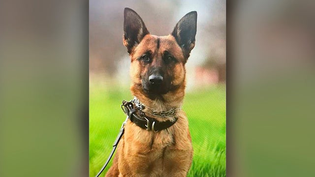 argo-policedog.jpg 