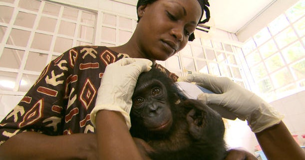 Bonobo diseases and human risk CBS News