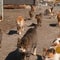 Cats take over Japanese island