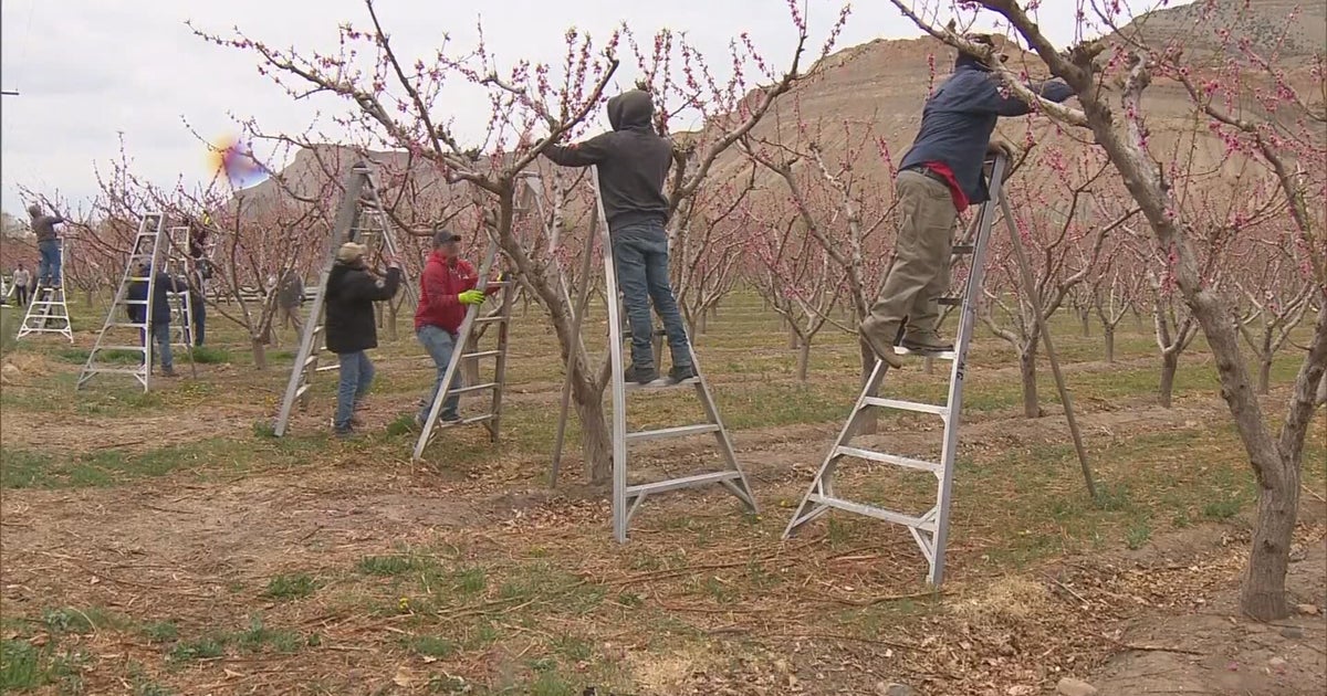 Palisade Orchard Sets Frost Alarms To Watch Over Peach Crop During
