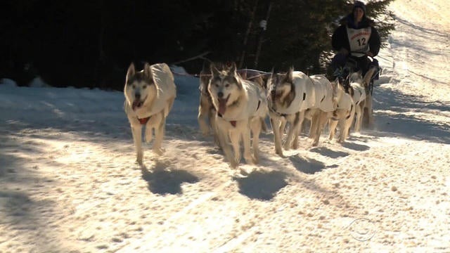 0130-en-yuccas-sleddogs-487751-640x360.jpg 