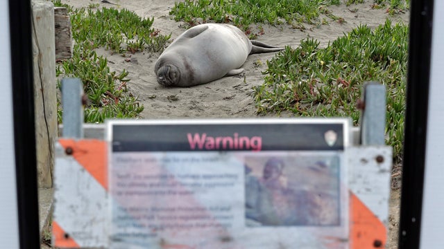 elephant-seal.jpg 