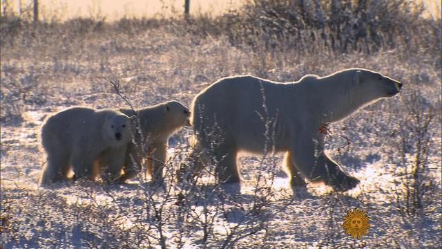 sunmo-0214-polar-bears-491291-640x360.jpg 
