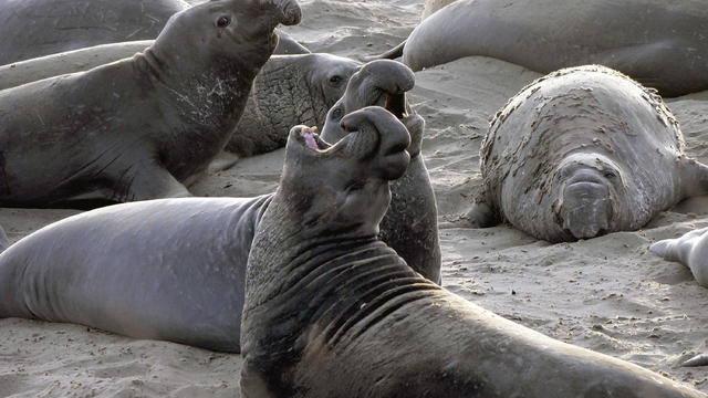 Elephant Seal Shot 