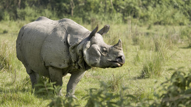 Indian Rhino bull 