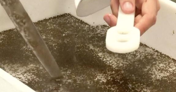 Estudian en México a mosquito transmisor de zika CBS News