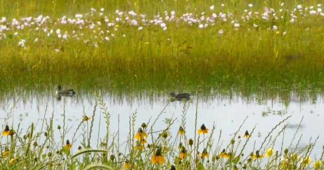 Nature: Great Trinity Forest - CBS News