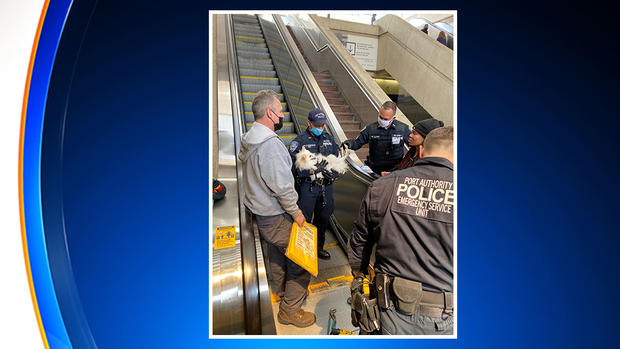Dog-rescued-from-escalator 