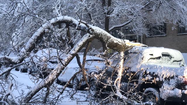 broken-tree-branch-on-truck.jpg 