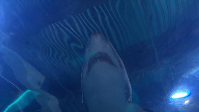 sunmo-sharks-0612-1076909-640x360.jpg 