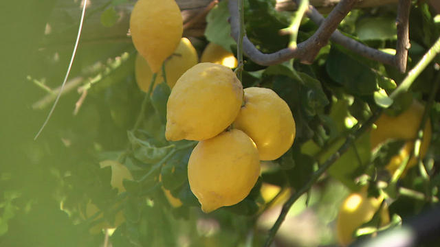 lemons-695560-640x360.jpg 