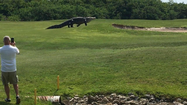 cbsn-0531-gatorgolfcoursegma-1071246-640x360.jpg 