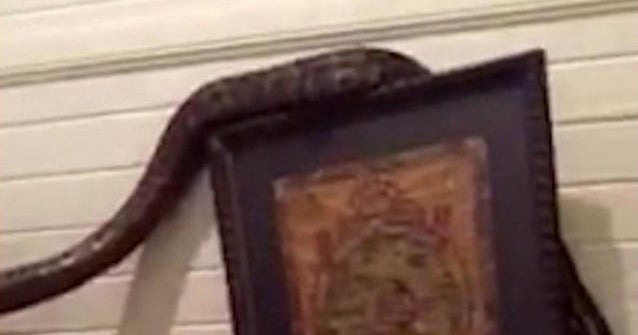 16-foot python sneaks into house - CBS News