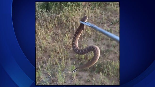 rattlesnake-capture.jpg 