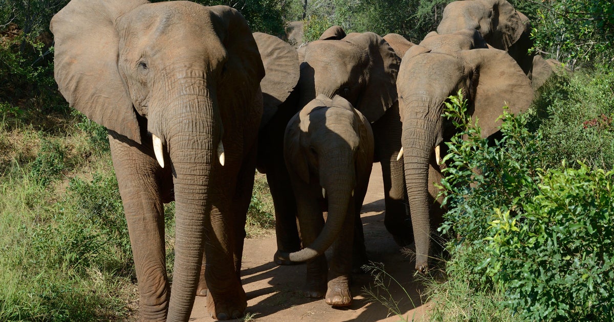 Suspected poacher trampled to death by elephants in South Africa CBS News