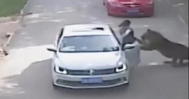 Caught on camera: Woman mauled by tiger after stepping out of car - CBS ...