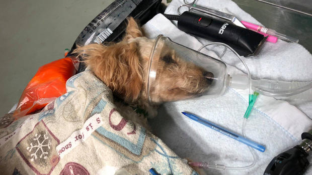 Dog thrown from car (JCSO) 