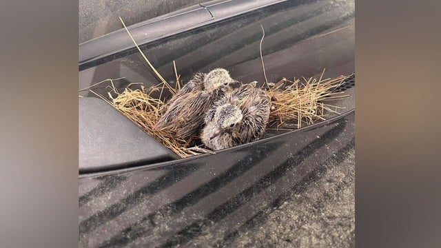 Carrollton Police SUV doves hatch 