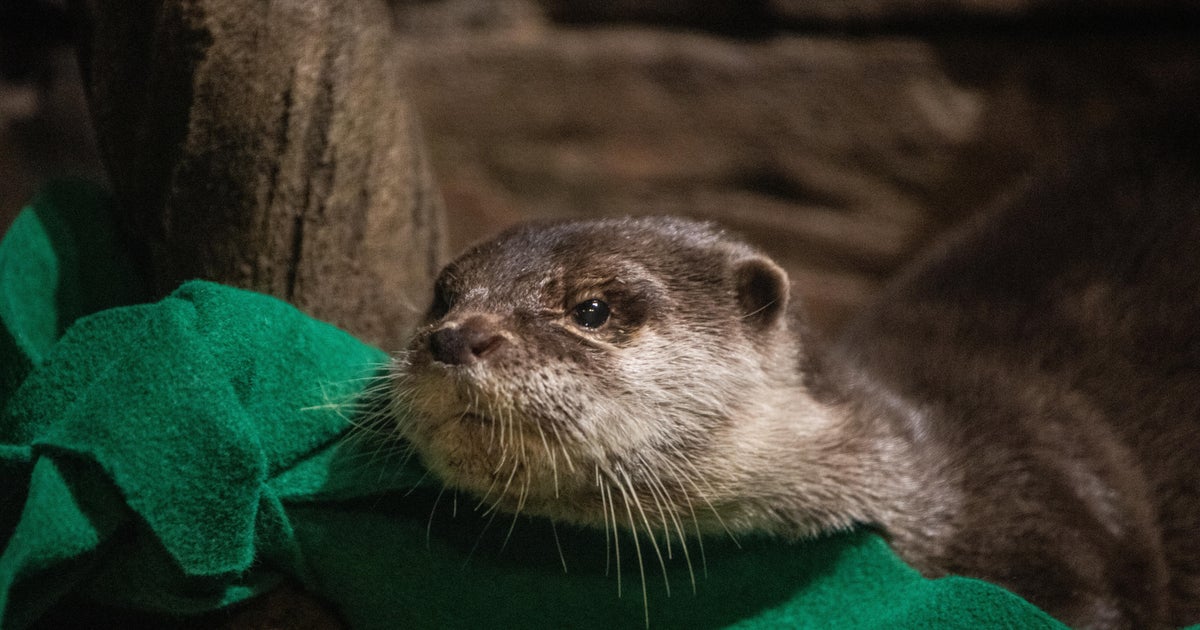 Otters test positive for covid-19 at georgia aquarium