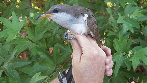 Yellow-billedCuckoo-Mark-Dettling-USFWS.jpg 
