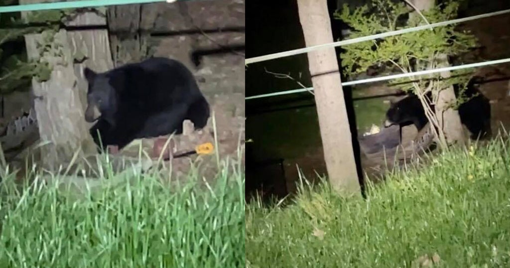 Two Black Bears Kill Chicken, Destroy Chicken Coop In Bell Acres