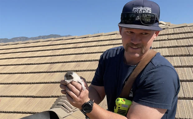 firefighters rescue kittens upland 2 