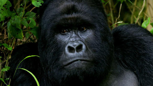 0905-cbsn-avg-endangeredgorilla-1118120-640x360.jpg 