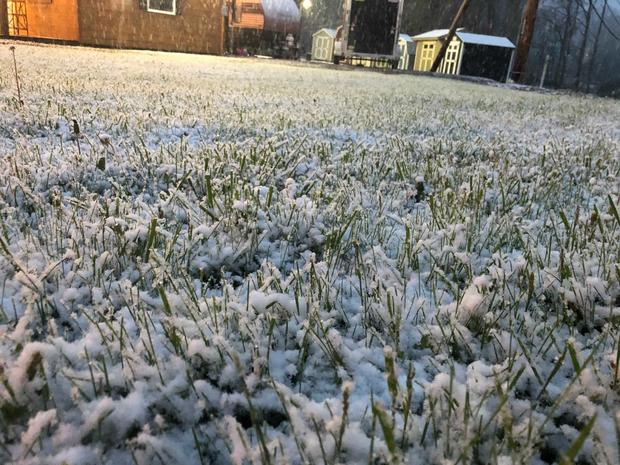 Snow Grass 