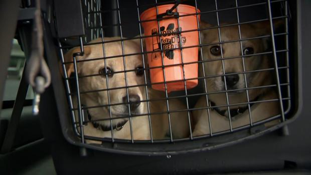 Dogs Rescued 