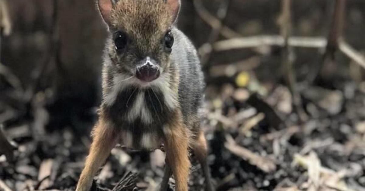 lesser mouse deer