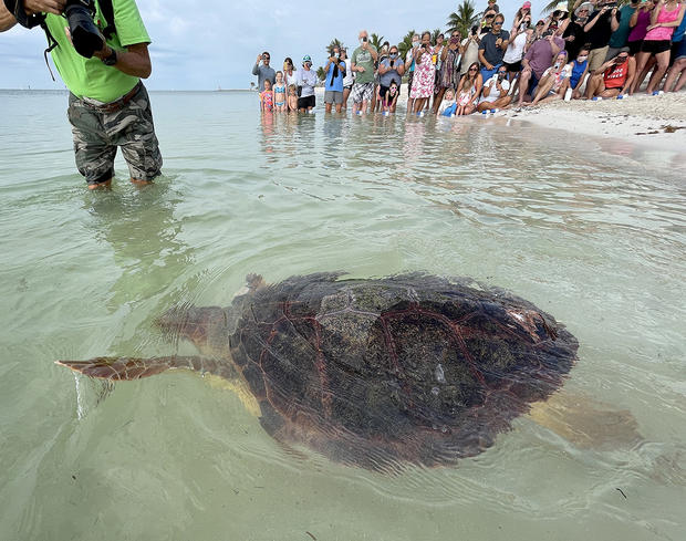 Earth Day Turtle Release Marathon 