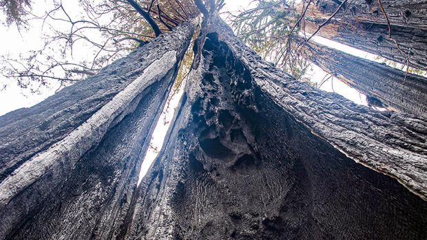 California Wildfires Resilient Redwoods 