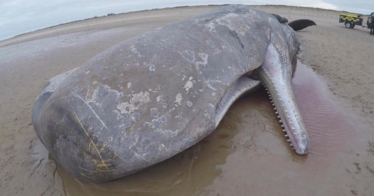 All you need to know about whale strandings in the UK and Europe