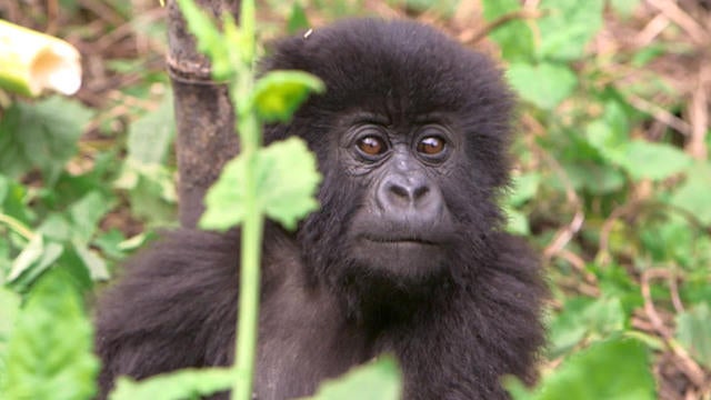 1130-ctm-climategorillas-phillips-1189132-640x360.jpg 