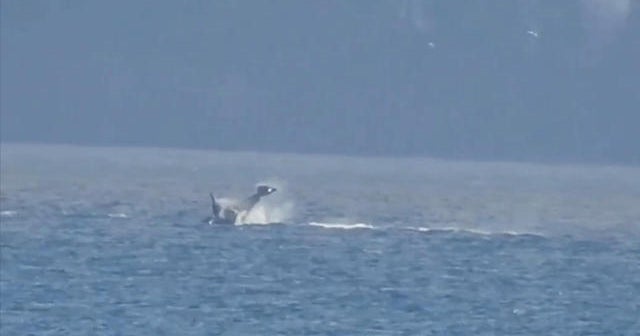 Orcas visit the North Puget Sound CBS News