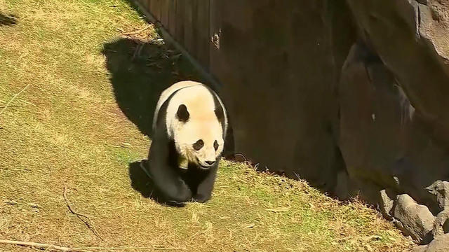 cbsn-fusion-bao-bao-enjoys-last-fruitsicle-at-the-national-zoo-thumbnail-1254989-640x360.jpg 