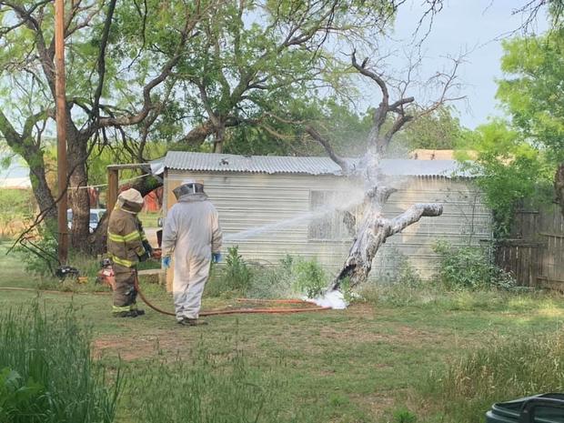 Firefighters respond to bee attack 