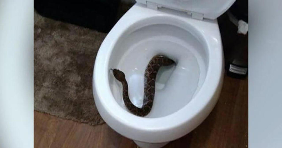 Snake removed from inside family's toilet 