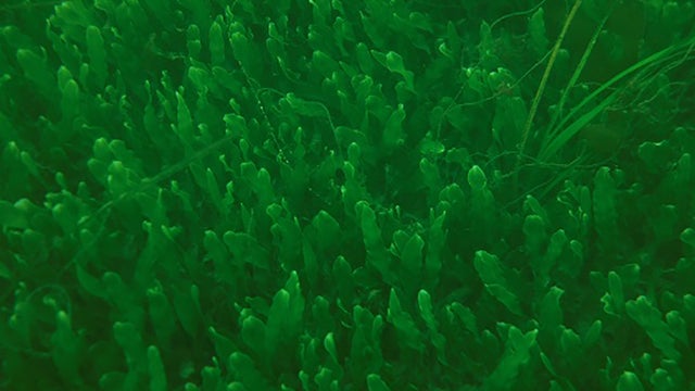 Caulerpa-prolifera1_210423_CreditAVanDiggelen.jpg 