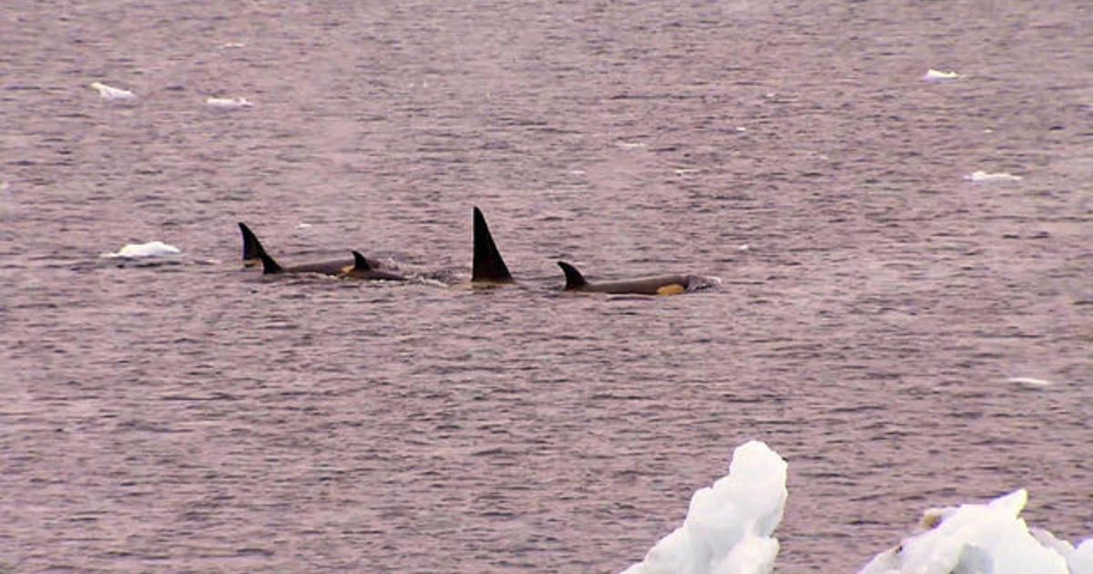 Drones Used To Study Sick Killer Whales In Antarctica - CBS News