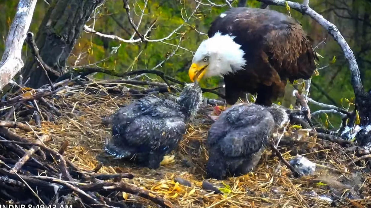 DNR's EagleCam Returns Thursday For Its 10th Year - CBS Minnesota