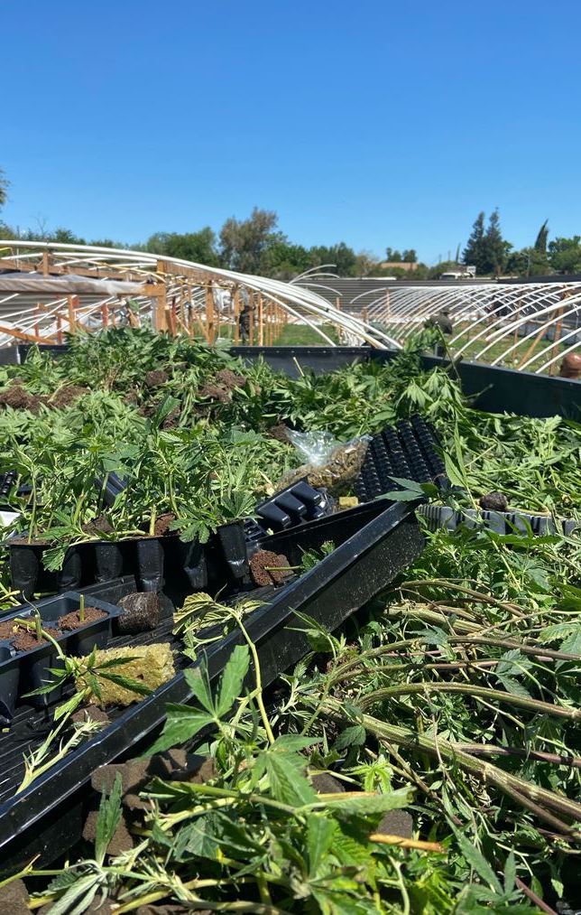 6,000 Marijuana Plants Seized In Raid Of Illegal Modesto-Area Growing ...
