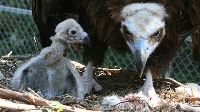 Vulture-1.jpg 
