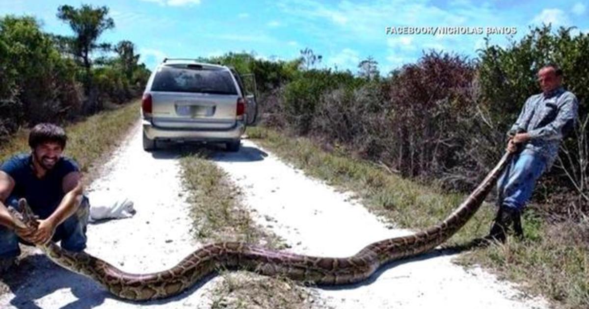 Facebook debate sparked after man seen taking pet snakes to