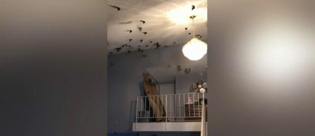"We Walked Into A Nightmare": Torrance Family Finds 800 Birds In Home 