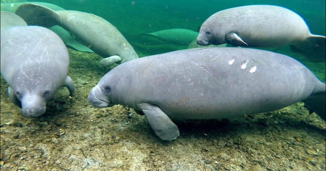 Concern as manatees move from endangered to threatened - CBS News