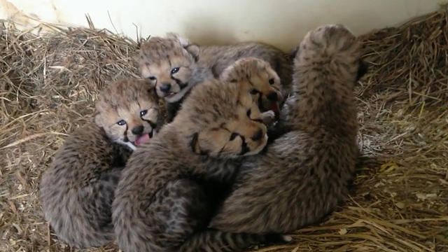 0420-cbsn-cyg-protectingcheetahs-1296101-640x360.jpg 