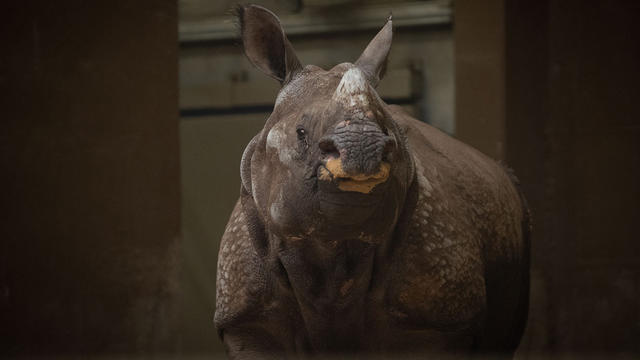 Greater-One-horned-Rhino-Brian.jpg 